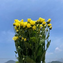 (하나플란츠)생화 크림소국 1단 생화택배 생화직송 꽃배달 꽃다발 농장직송 온라인꽃도매 정기구독 (도착예정일은 따로 문의)