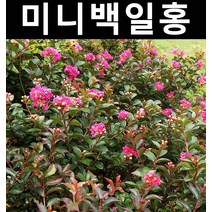 미니배롱(백일홍) 7치화분 1개/나무 묘목/활엽수/정원용