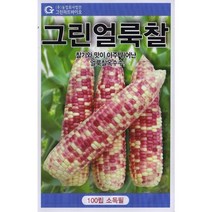 강원도 찰옥수수 미백 대학찰 그린백찰 옥수수 씨앗 씨 종자, 그린얼룩찰옥수수