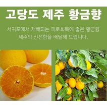 제주 황금향 선물용 4.5k 19-25과 비타민C, 상세페이지 참조, 상세페이지 참조