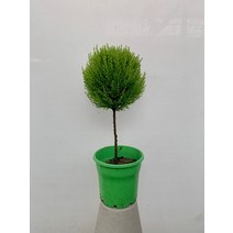 24900 핫도그 외목대 율마 중대품 55~80cm