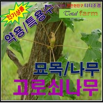 GS/고로쇠나무/ 실생1년생 5주