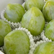 묘목/청자두 켈시 접목1년 /2주 kk156