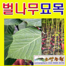 (D소망)벌나무묘목(산청목)2년생(포트묘)4그루