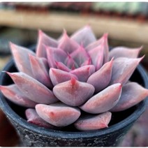 특별한 구성 예쁜다육 7종 모아보기, 3번-에이핑크