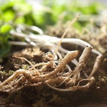 산지직송 강원산삼초 뿌리가 잘고 잎이 연한 새싹삼, 2년근 대50주