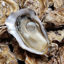 [통영직송] 당일채취 생 굴 석화 각굴 입망굴 하프셀 굴무침 삼배체 1kg 3kg 5kg, 통영 하프셀1단(30미내외)