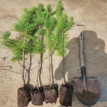 토종잣나무 묘목 1m, [ 토종잣나무 1m ]