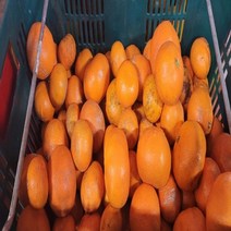 못난이귤 귤10kg 제주 저농약 고당도 12브릭스이상