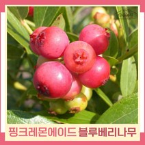 블루베리나무 묘목 핑크레몬에이드 4년생 포트묘 1개