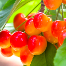 체리나무 묘목 / 레이니어 자가결실 / 접목1년생 2주묶음 FT88-1