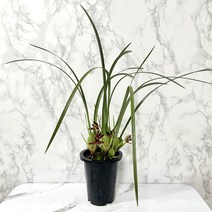 나만의화원 막실라리아 난 막실라니아