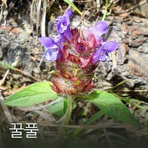 코리아팜 꿀풀 50g