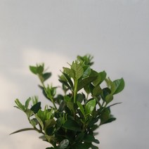 치자나무 소중품 25~40cm 45, 1개