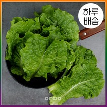 [온도씨] [하루배송]가락시장 잎로메인 300g, 상세 설명 참조