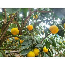 제주 산지직송 고당도 하우스 꼬마 감귤 가정용, 1개, 하우스 감귤 꼬마 2S미만 47~60과 2.5kg