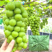 최고급 샤인머스켓 선물세트 1kg 2kg 프리미엄 과일 선물 세트 제철과일 씨없는포도 청포도, 3_1. 명절선물용 샤인머스켓 (2수)