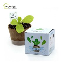 우리가스토리 미니화분키우기 꽃 화초 공기정화식물 새싹 허브 텃밭 화분 상추재배 새싹키우기, 1팩, 팜팜농장_상추