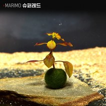 헬로아쿠아 모음)심쿵 수초아이템 160종 쉬운수초 어항장식 열대어 어항꾸미기 수족관꾸미기, 96번) 마리모 수초 슈퍼레드