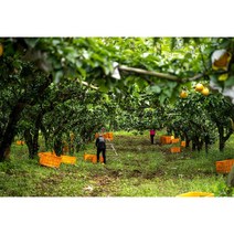 나주농협 신고 배 쥬스용 배즙용 15kg 가정용배5kg, 나주농협 신고배 가정용5kg(8~10과), 1개