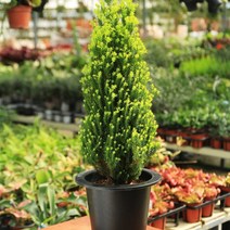 옐로우봉 70cm 21x20cm 대형 포트묘