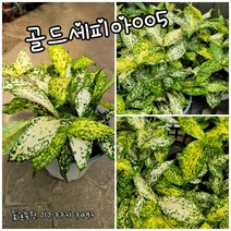 골드세피아 0055 랜덤 특 공기정화식물/미세먼지/공기정화효과 공기정화식물, 1개