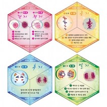 체세포분열과정(칼레이도사이클)10인용