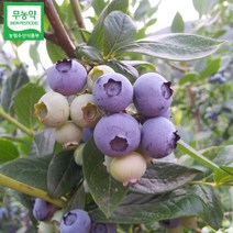 초록사랑 무농약 국산 블루베리 냉동 (특품), 1개, 1kg(특품)