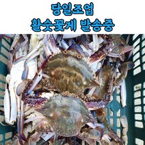 당일조업 당일배송 국내산 서해 활 꽃게, 활꽃게_2kg, 1개