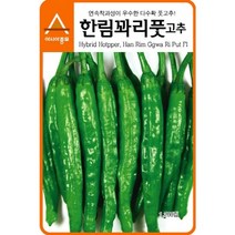 아시아종묘 채소씨앗 꽈리고추씨앗 한림꽈리풋고추(30립)