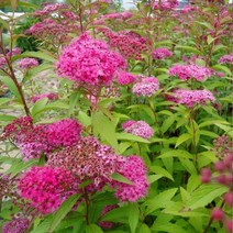 목하원예조경 조팝나무 묘목 (삼색조팝) H0.3전후, 1개