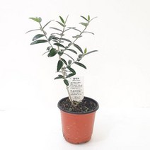 올리브나무(소) 실내공기정화식물 공기청정식물 올리브나무키우기