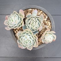 꽃다리 로즈퀸금군생 11 다육식물 다육금 아이만배송