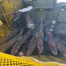아저씨수산 자연산 통영바다장어 대장어1kg(1~3미), 1개