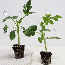 흑피애플수박 모종 가정원예용 베란다 옥상 재배, 흑피애플수박모종5주