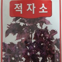 [가람종묘사] 적자소 씨앗(자색의 잎들깨 모양으로 감미로운 향의 향신채)