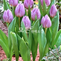 [모든원예조경] 튤립 구근 (캔디프린스) 5개묶음 가을구근 분홍꽃 보라색 핑크계열