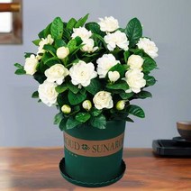 정원 발코니 실내 재배 화분 치자 씨앗 20 곡물, 치자나무 씨앗 20개