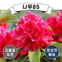 (나무85) 만병초 포트(무병장수 기원), 1. 만병초(마르셀메나드) 포트, 1개