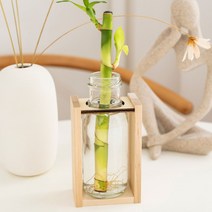 우든웨어초록업사이클링-주스병활용, 개운죽20cm-10p