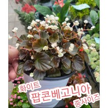 팝콘베고니아-대-화이트/팡팡 터지는 모습이 팝콘 베고니아