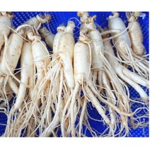 세척인삼 실속형 가정용 5년근 인삼 350g 750g (오쿠용 홍삼용 실속인삼), 세척인삼 가정용난발삼750g