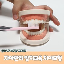 틀니모형 고르는법