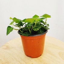 [하늘꽃농원] 키우기 쉬운 하트 아이비