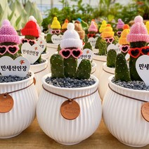 미니농장 만세선인장 세라믹 호리병 화분세트 전자파차단 및 음이온 귀여운선인장 인테리어 효과 뿜뿜 의미있는 선물 집들이선물 크리스마스
