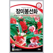 장미봉선화 봉숭아 겹봉숭아 꽃 씨 씨앗