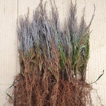 블루엔젤 2년생묘목 1주(개) 키20cm내외