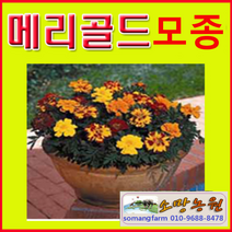 (GS소망)메리골드모종(포트)20개(노랑 주황 선택), 20개
