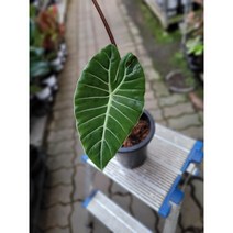 명품 알로카시아 롱기로바 중품 수입식물 40-55cm 449