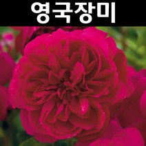 영국장미(토마스 에이베켓) 땅장미 포트 1개/나무 묘목/꽃나무/조경용